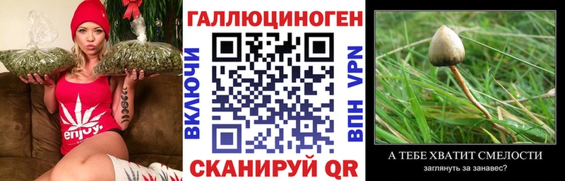Псилоцибиновые грибы Cubensis  Лениногорск 